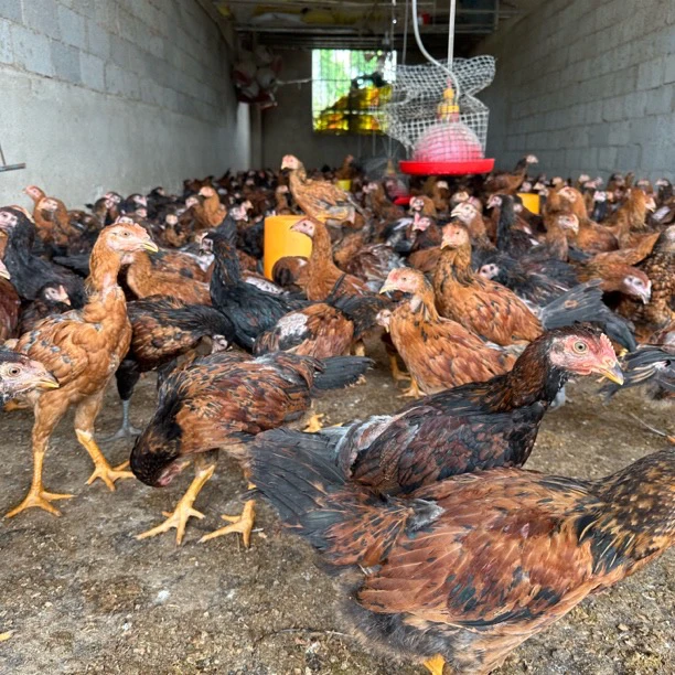 改良杂交斗鸡活体宠物鸡阉鸡2.5斤2只包邮