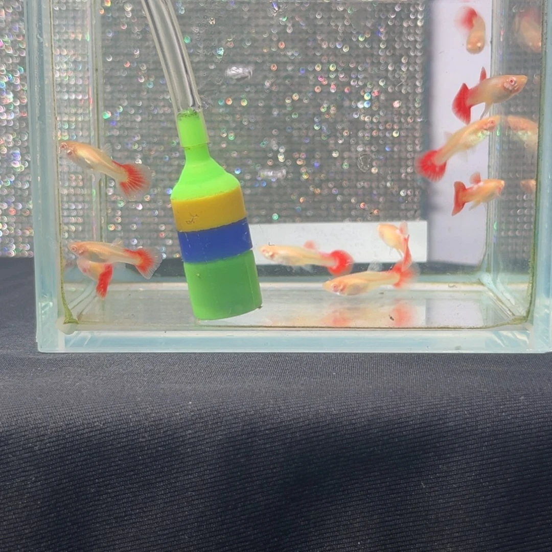 孔雀鱼白子象耳苗10条［公母随机］