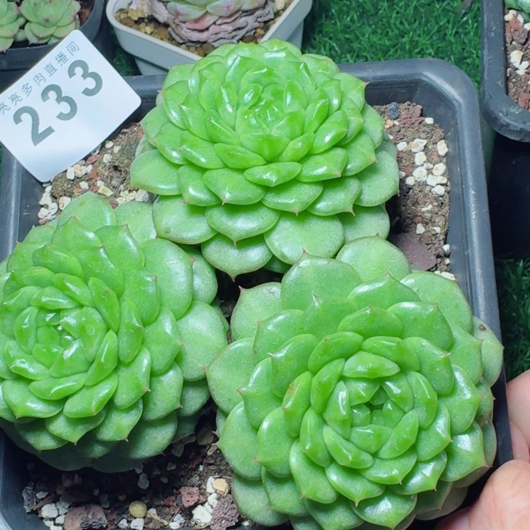 灯泡珍妮            精美多肉植物