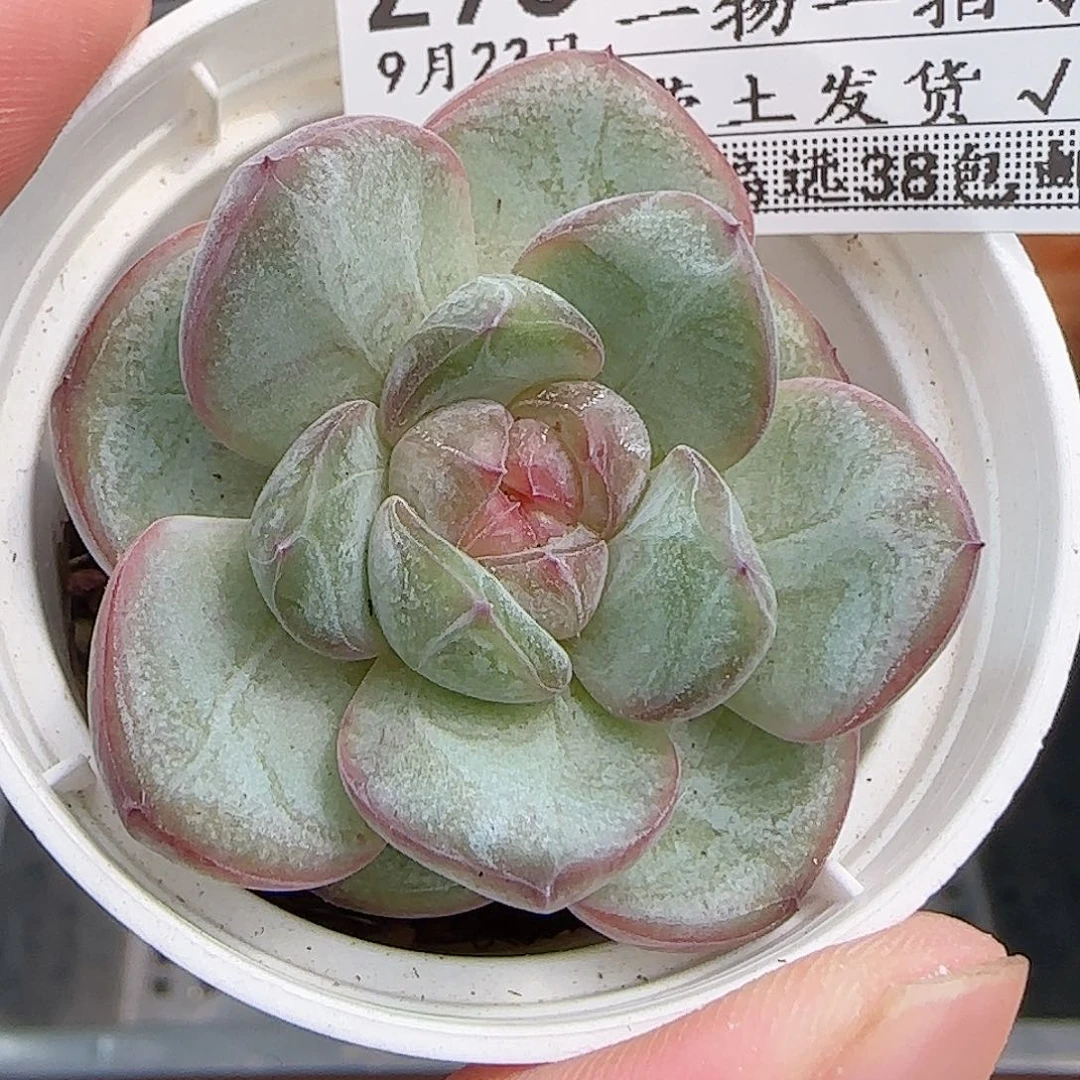 多肉0923--295星星珍妮