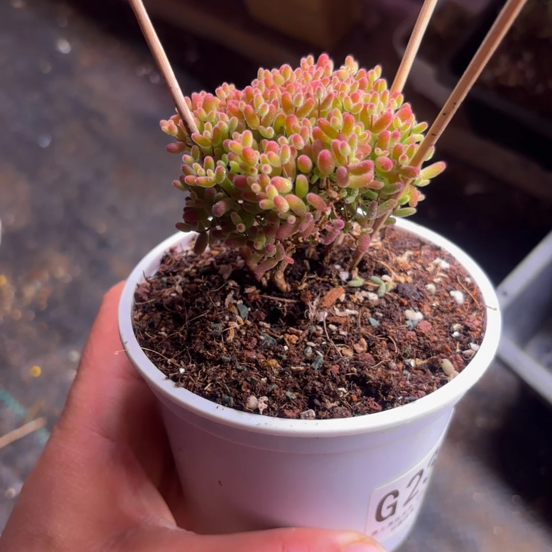 漓枝干番杏蜜橘G235