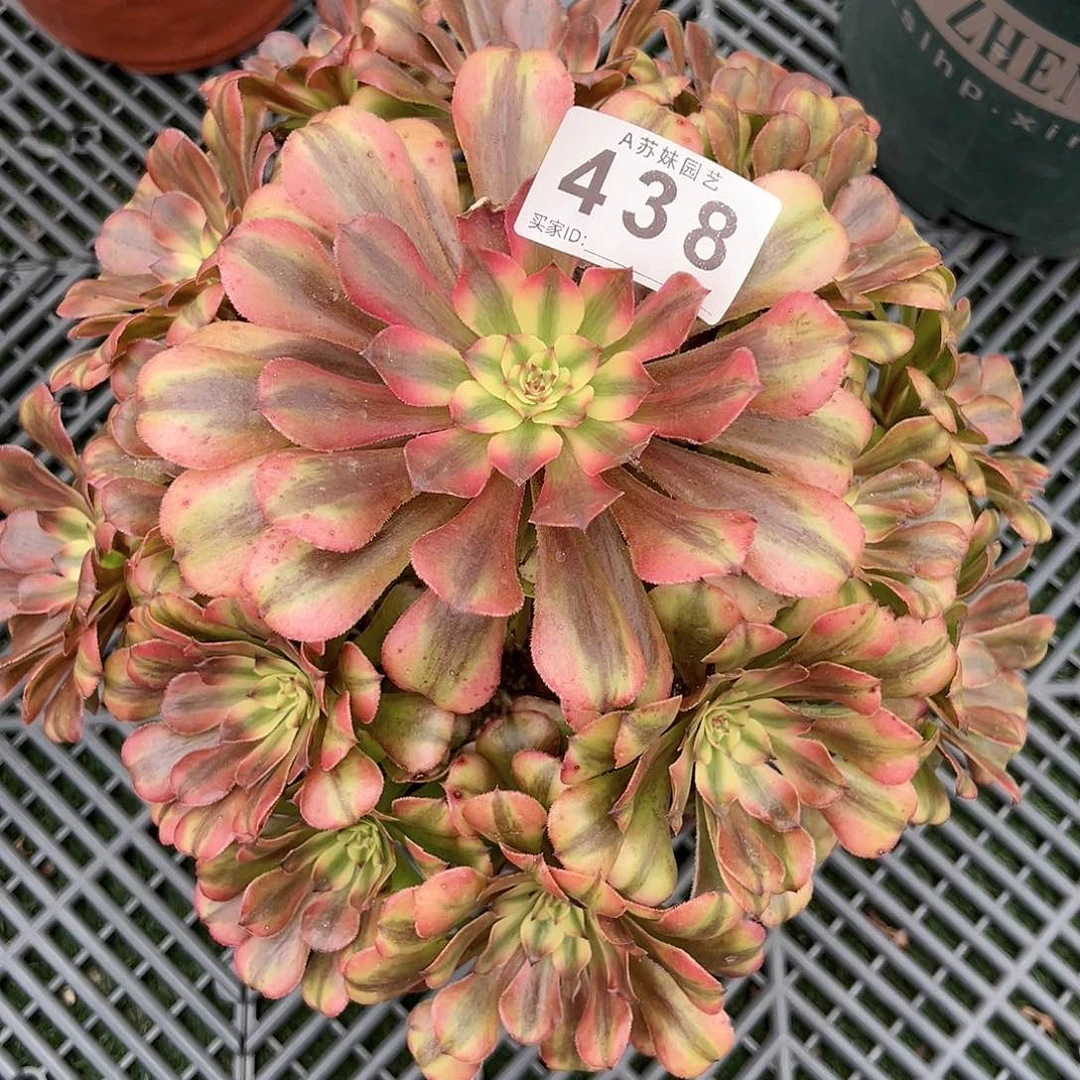 无花朵438粉体月婵