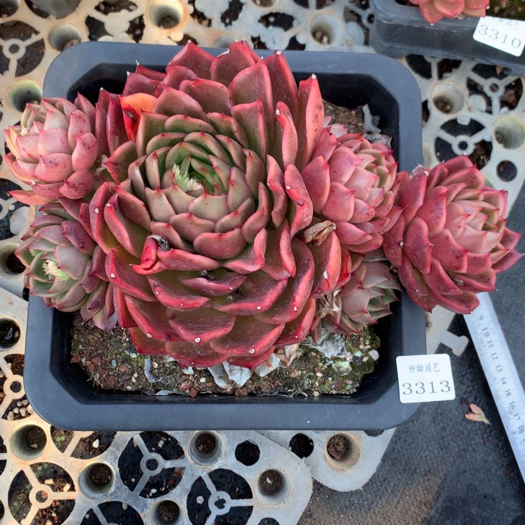 3313杂交精品基地24厘米