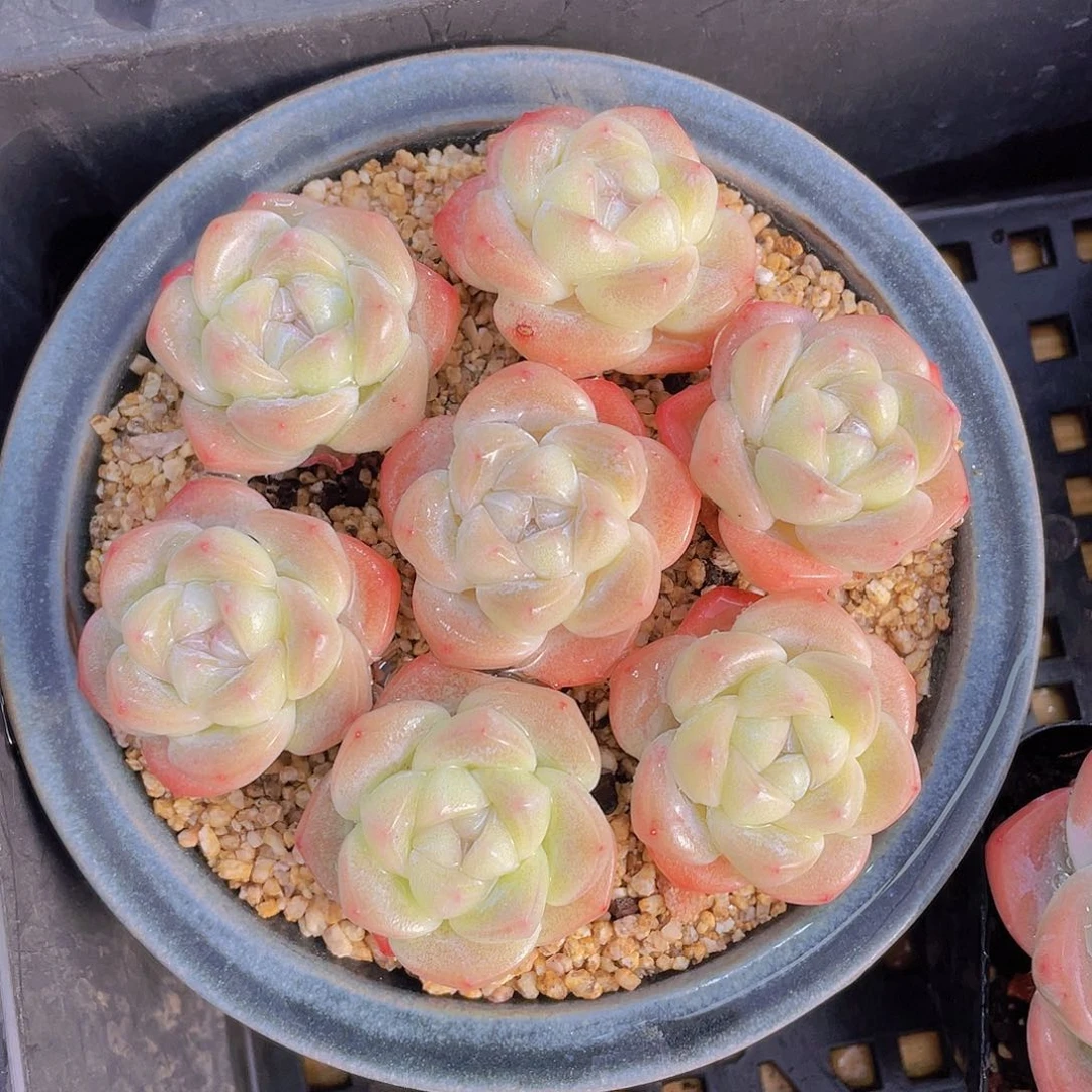 量拍100号 樱花钻石冰玉单头7个