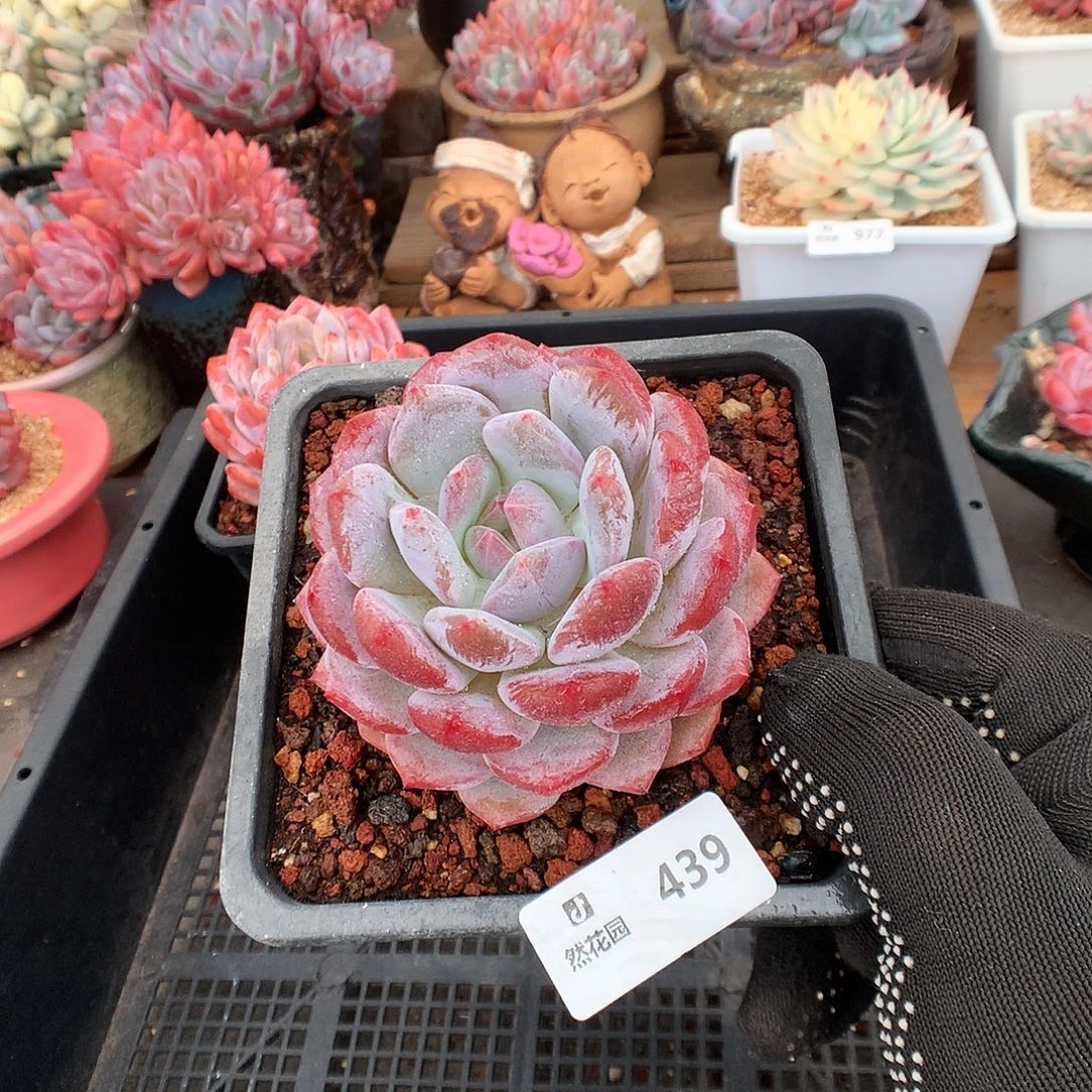 439星橙多肉植物666