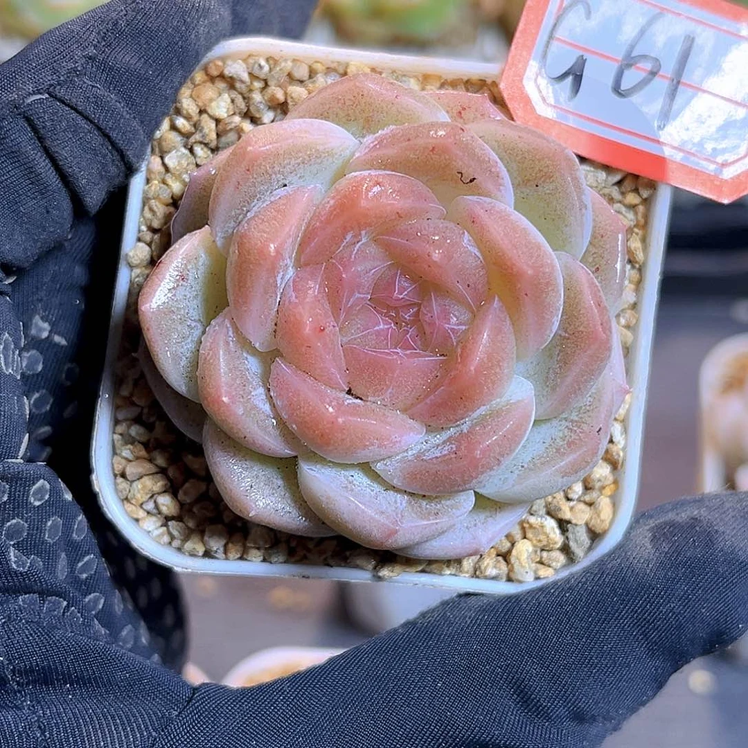 G61 一物一拍 冰岛