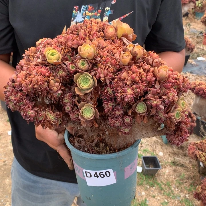 460号柠檬朵朵脱土发货啊