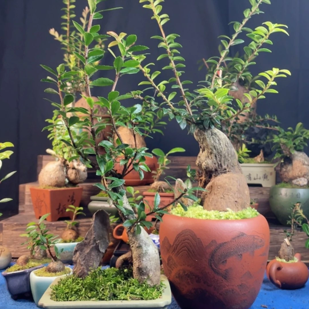 白***店完全开放树萝卜五翅莓盆景