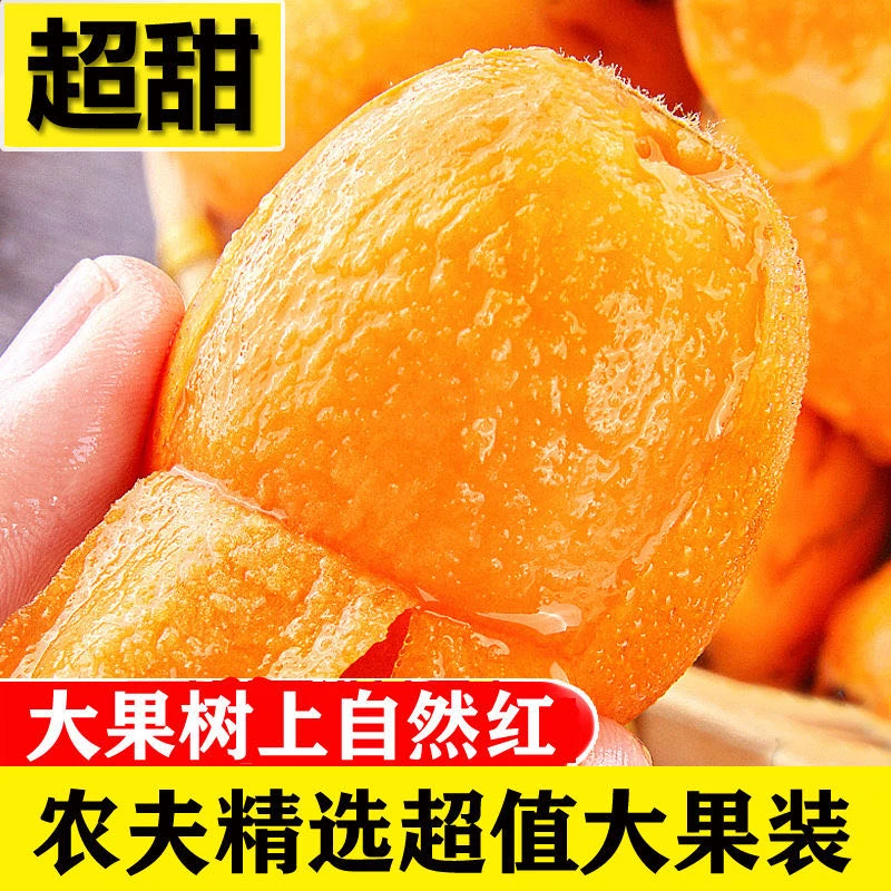 大凉山老树高山枇杷鲜果大五星琵琶现摘甜奇葩新鲜水果顺丰包邮