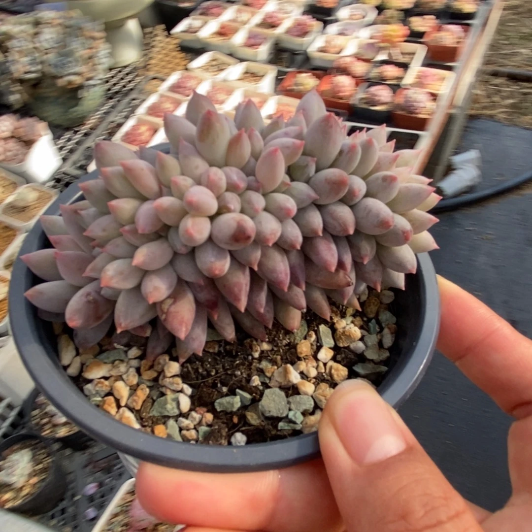 所罗门缀化一物一拍