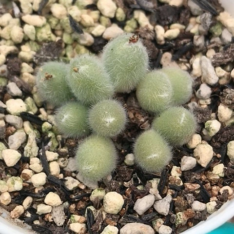 多肉肉锥 10头小美毛球