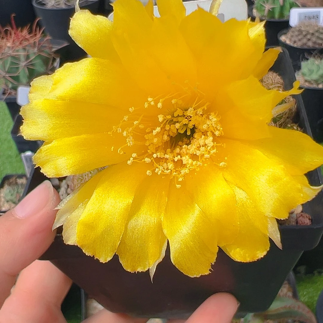 6937丽花群裸根发