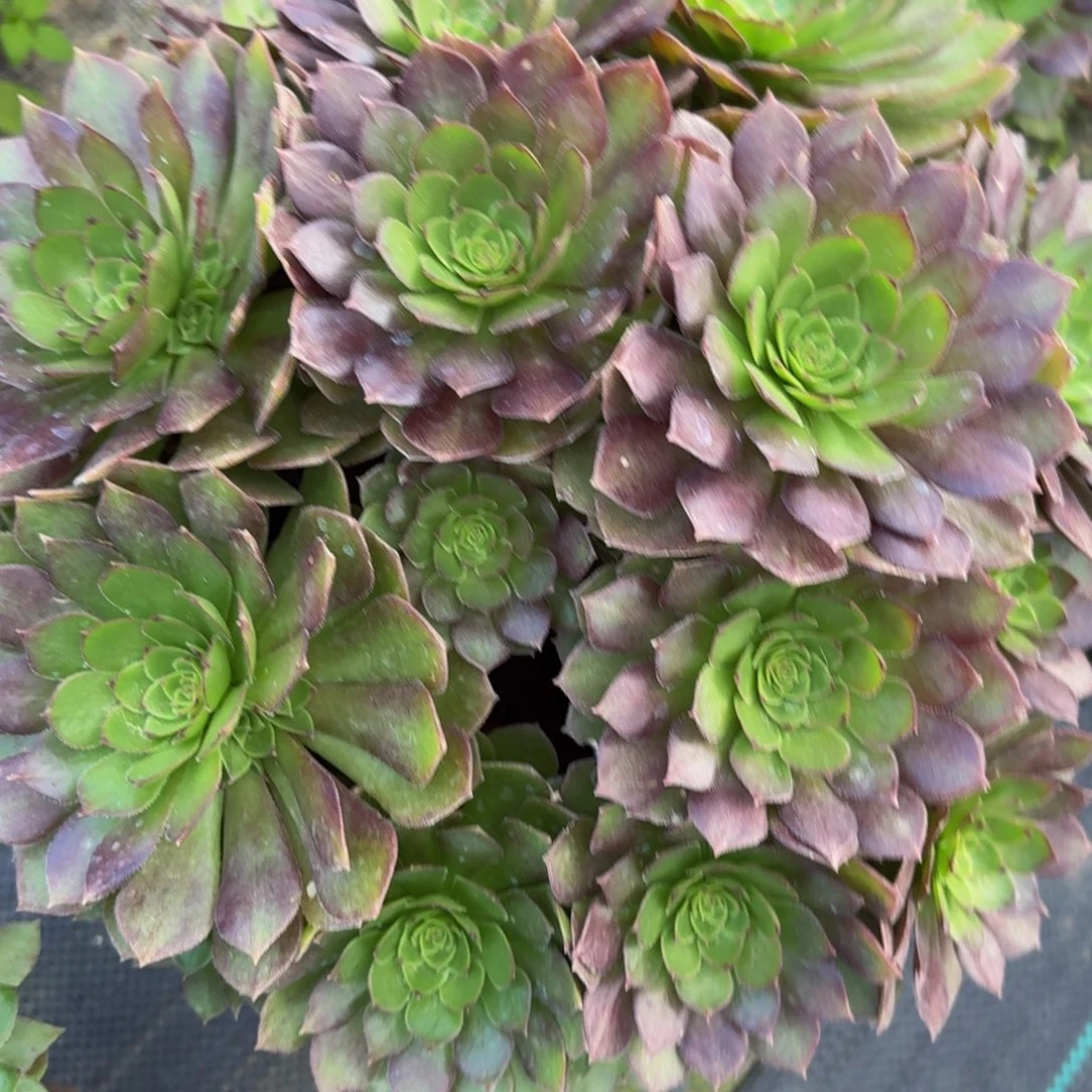 256多肉植物捧花的时候