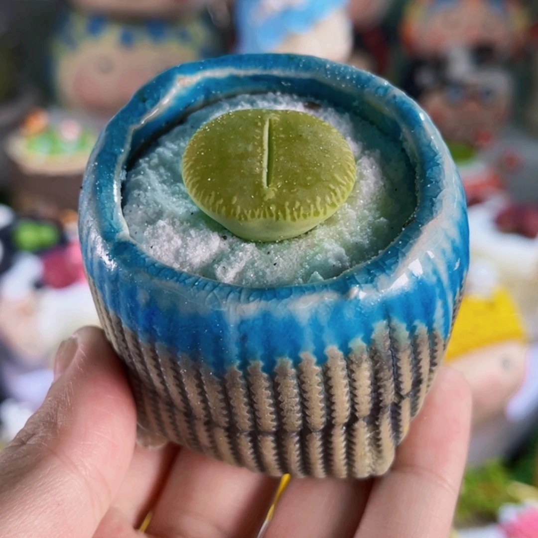 03绿光阳连盆带土包邮