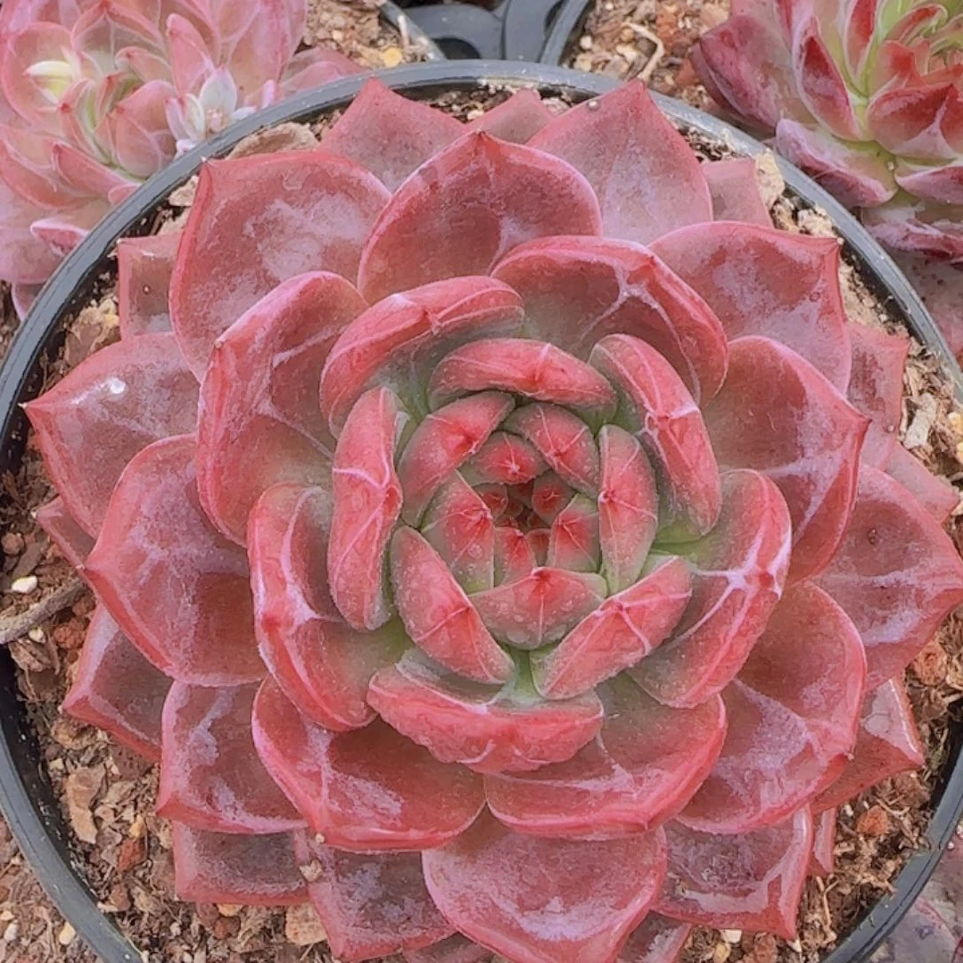 昔***北09-52大玉钻