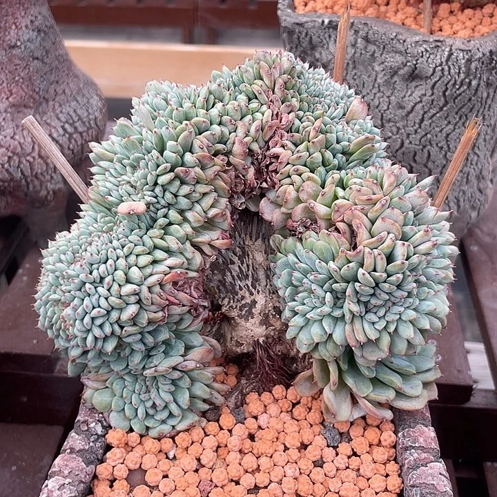 白胖子多肉植物缀化