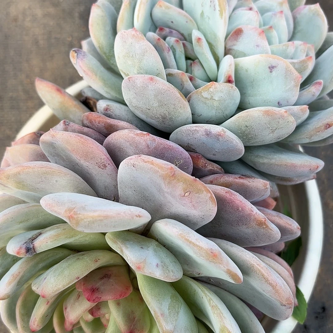 莲*同温层多肉202雪天使