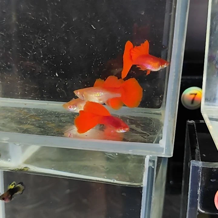 孔雀鱼紫鳞血红大背两对