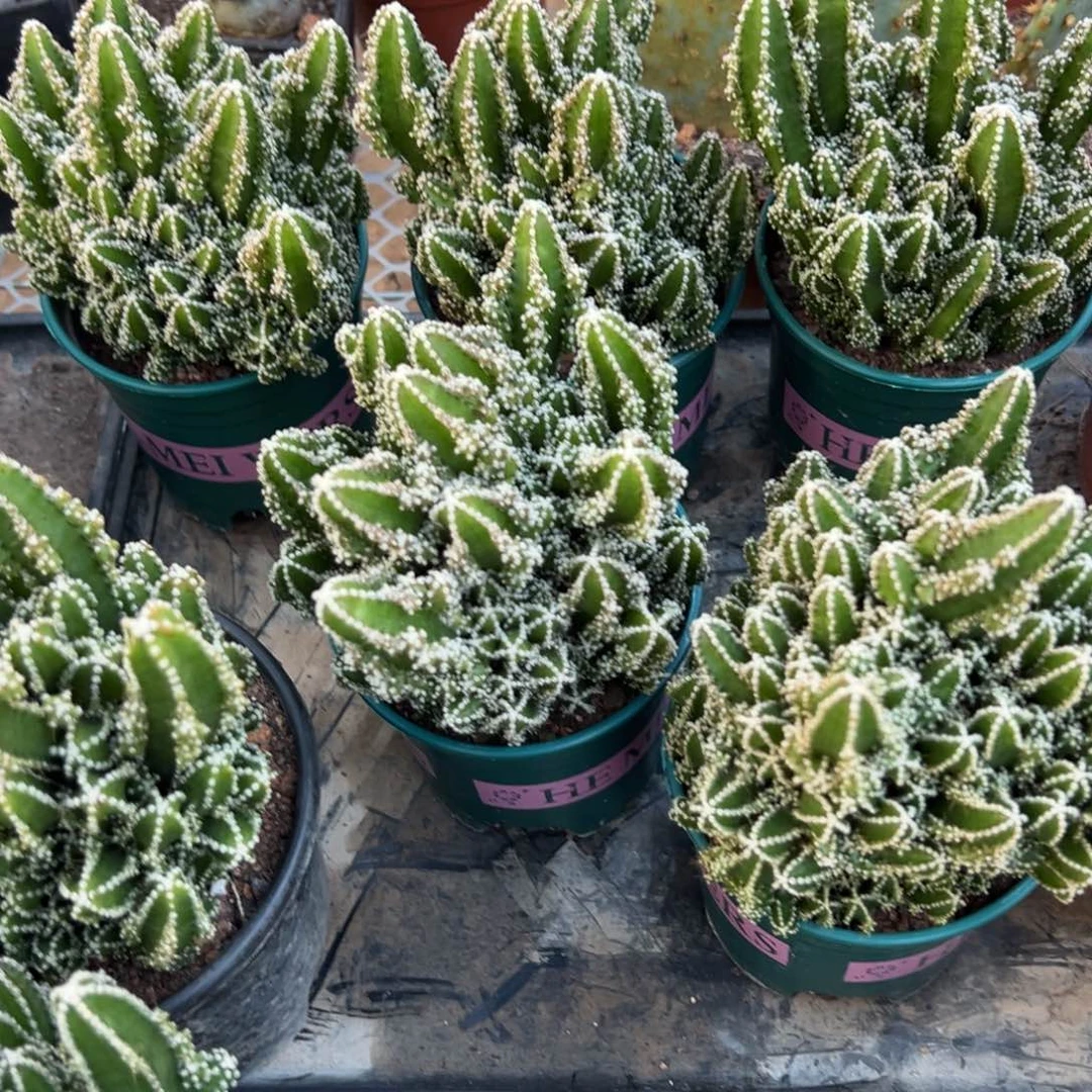 万重山随机一颗了。