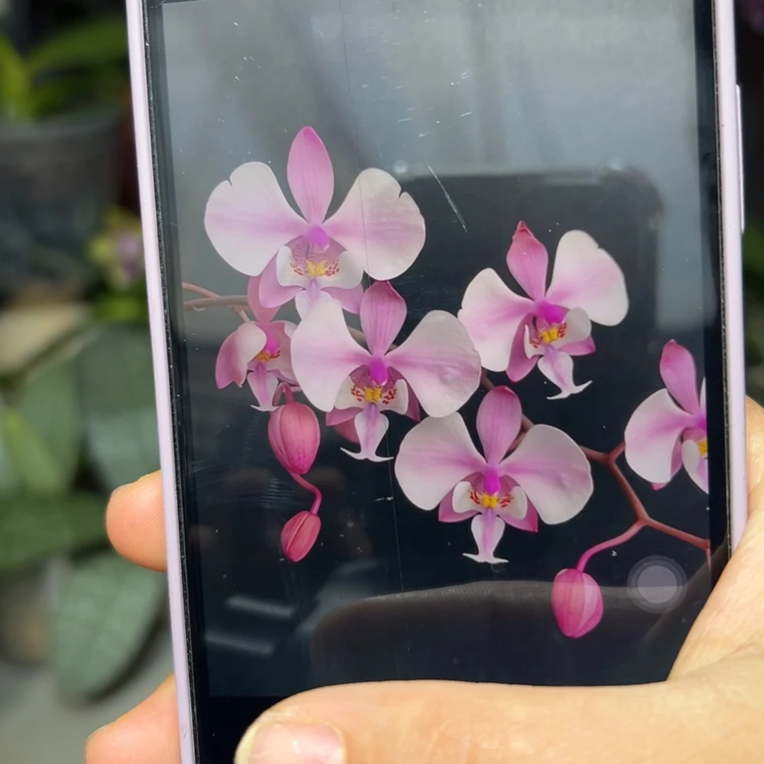 无花朵永利101西蕾丽分生2.5苗