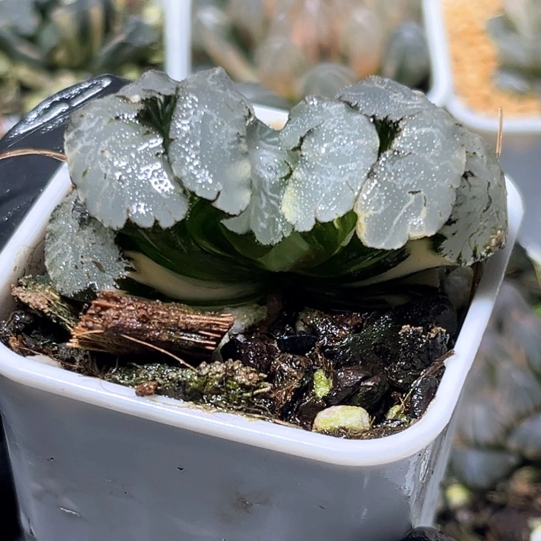 恭喜发财大吉大利4569