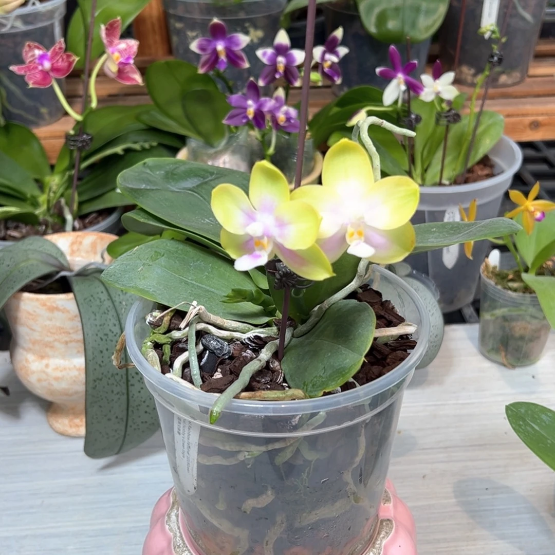 大部分开放少量花苞彩虹鹰隼交绿鹰