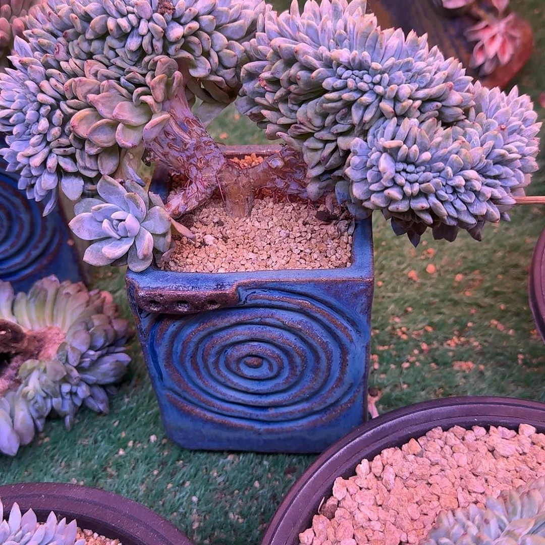 星影树缀无砍多肉