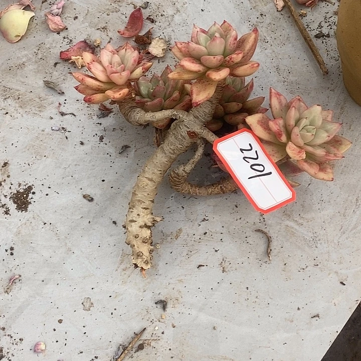 2025-2201奶油CC多肉