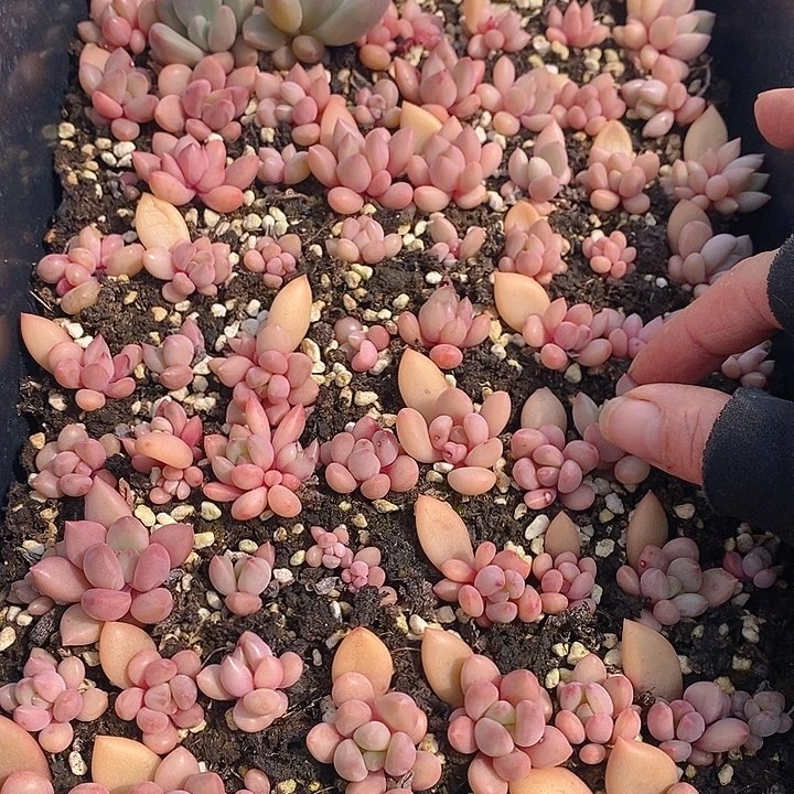 104 多肉植物盆栽花卉植物