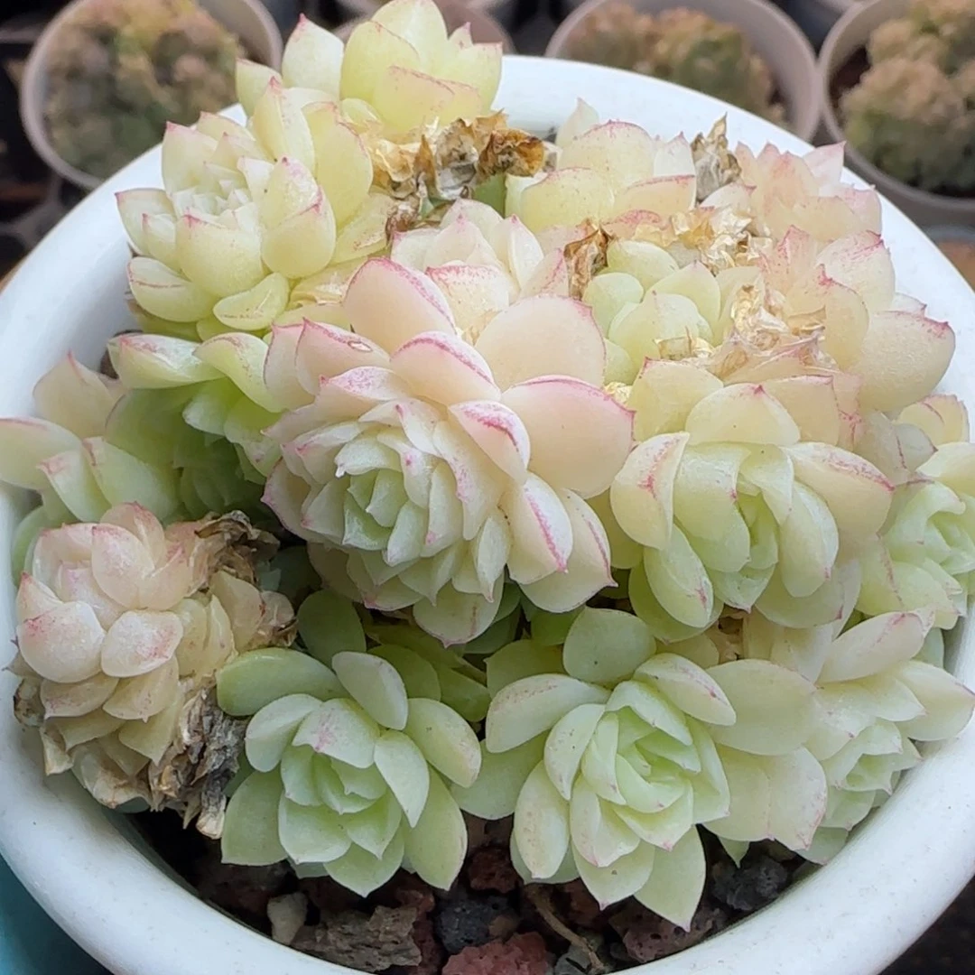 花语逸镜0313-512散