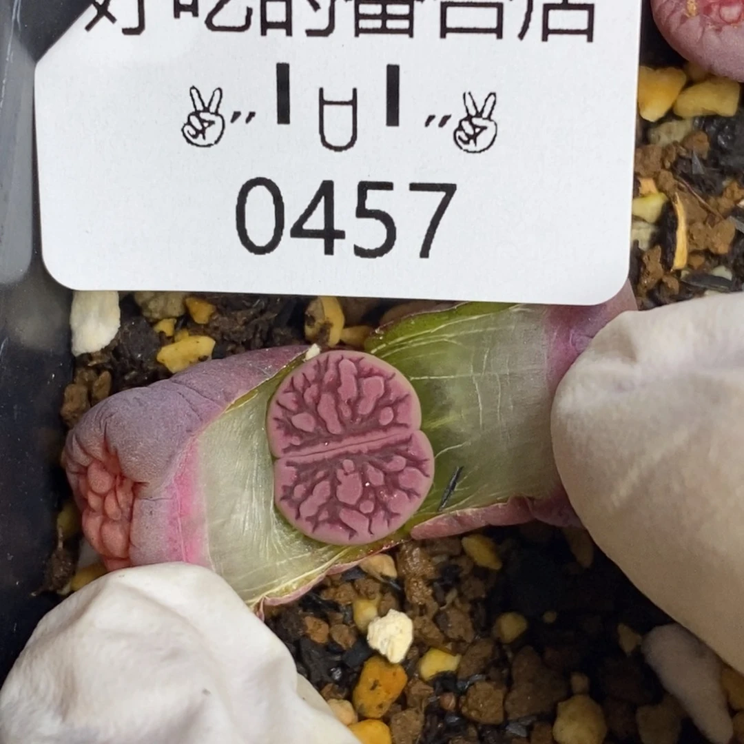 0457。零下拍保温。