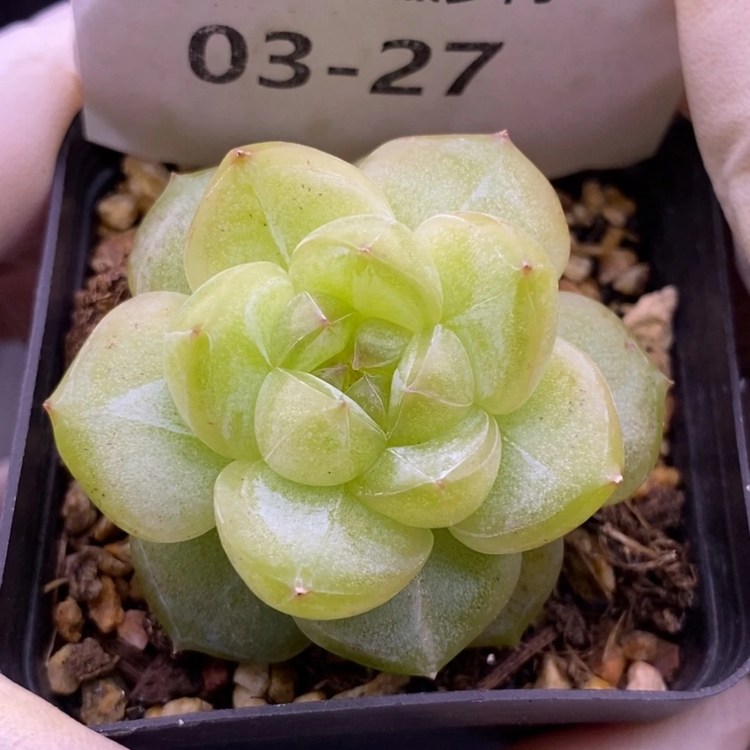 【闪购商品】03-27