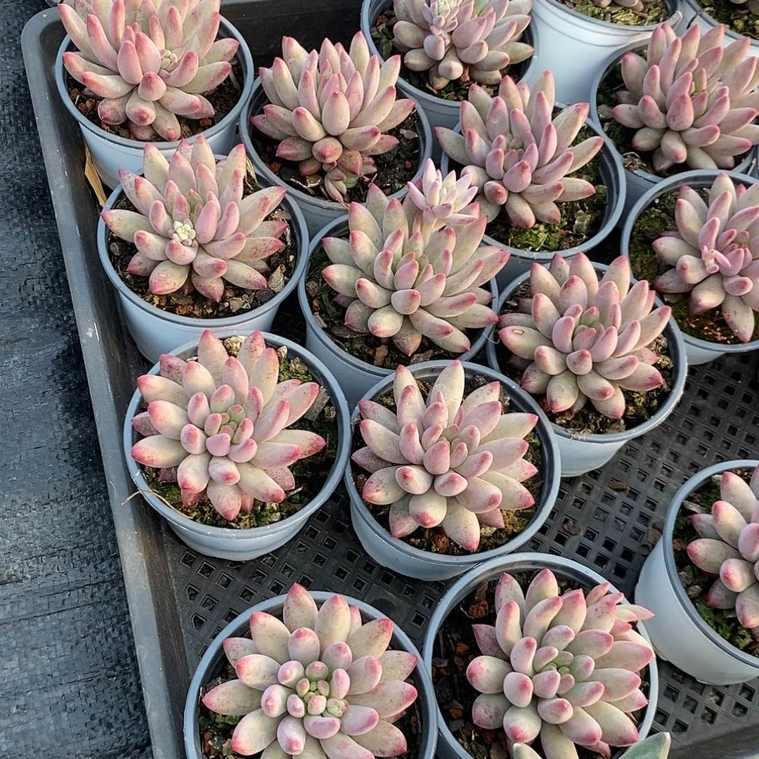 车厘子1颗带盆带土