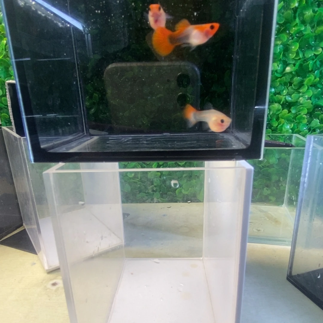 孔雀鱼红头玻璃猫三条