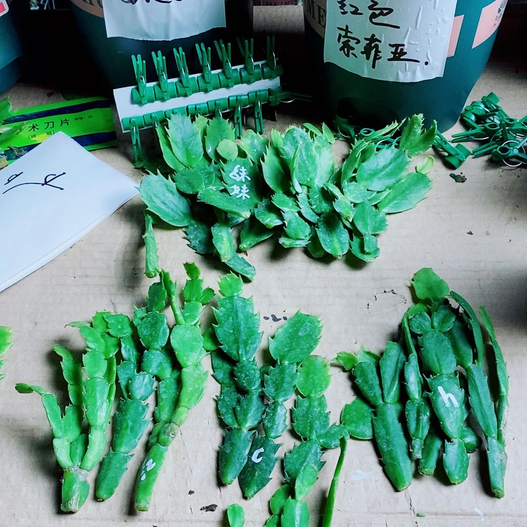 无花朵叶片福利一物一，拍