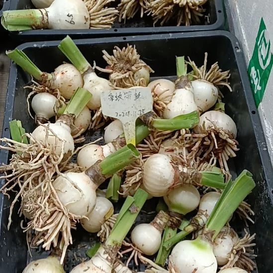 无花朵条纹黛丝4+发二个