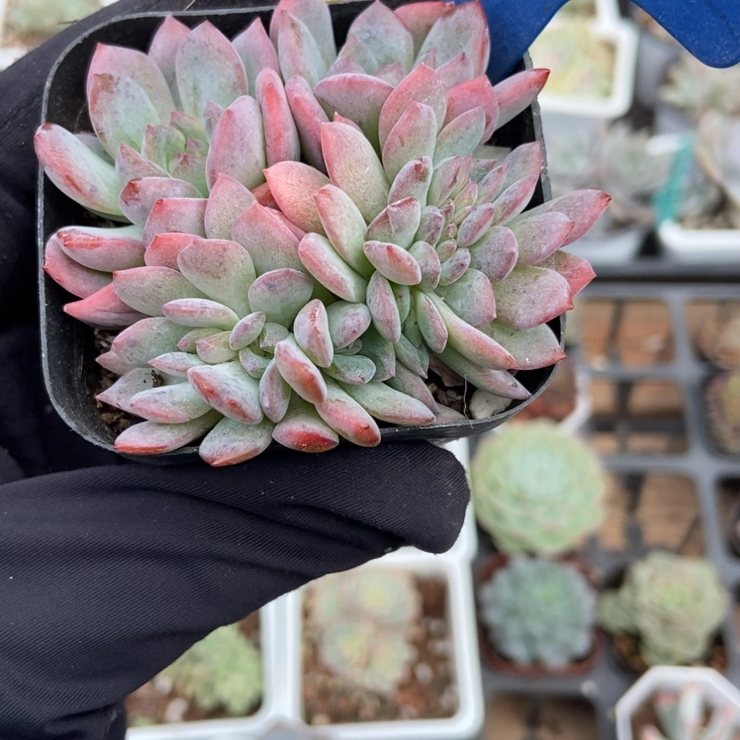 533全明星缀多肉植物