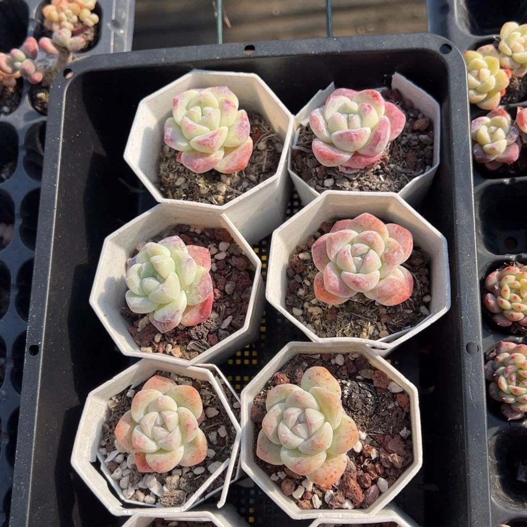 冰玉单头瑕疵款8颗