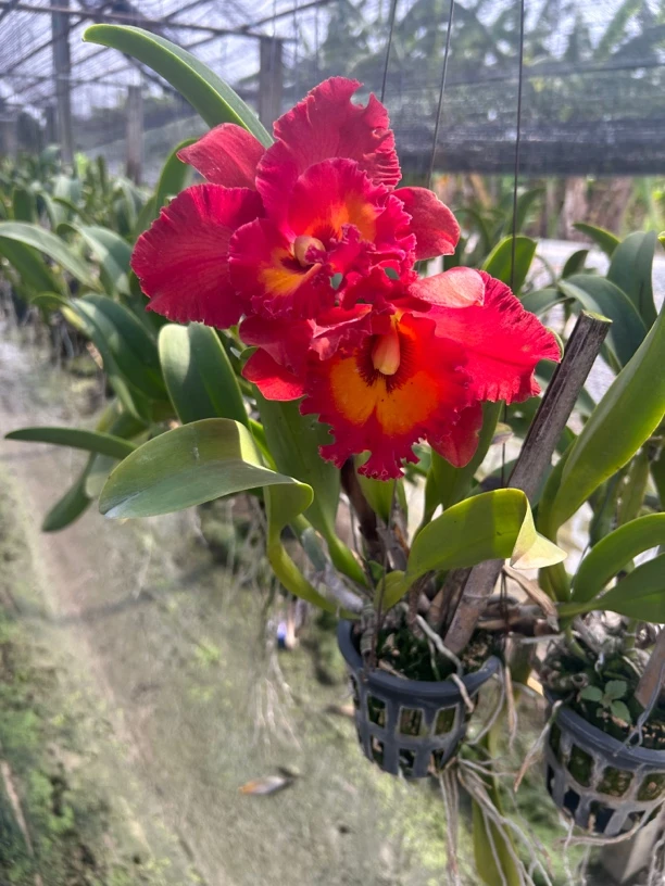 泰国卡特兰佩派通浓香，中国红