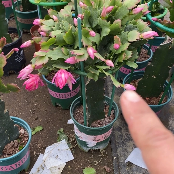 L***a完全开放03大花重瓣