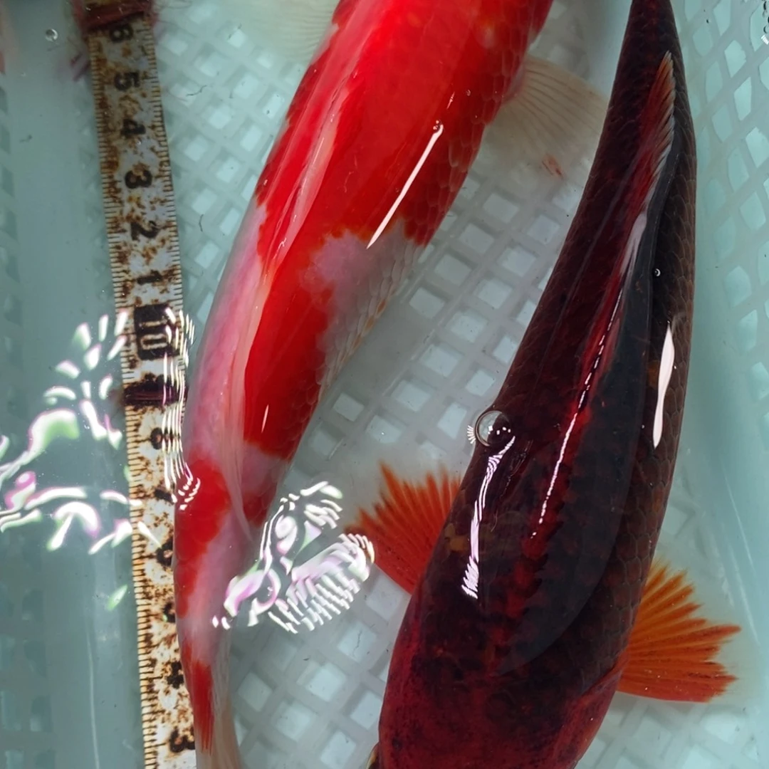 锦鲤冷水锦鲤包邮