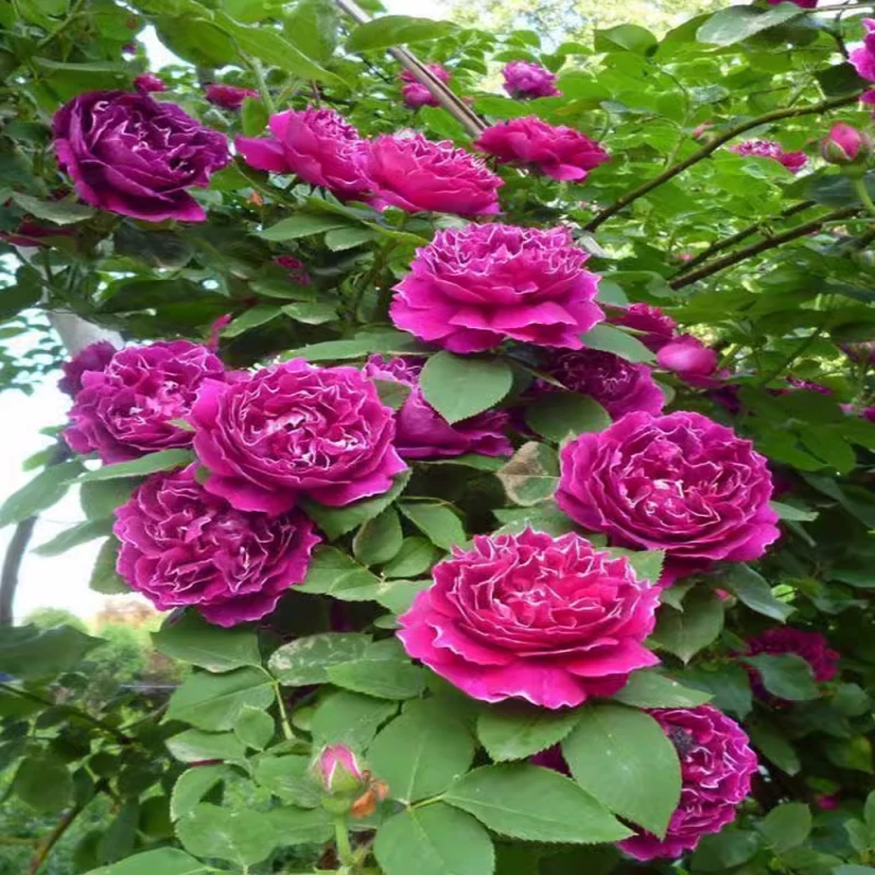 【紫袍玉带】爬藤月季大花浓香型月季苗多花蔷薇阳台庭院玫瑰花卉
