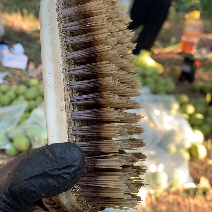 核桃把件青皮核桃板刷一支