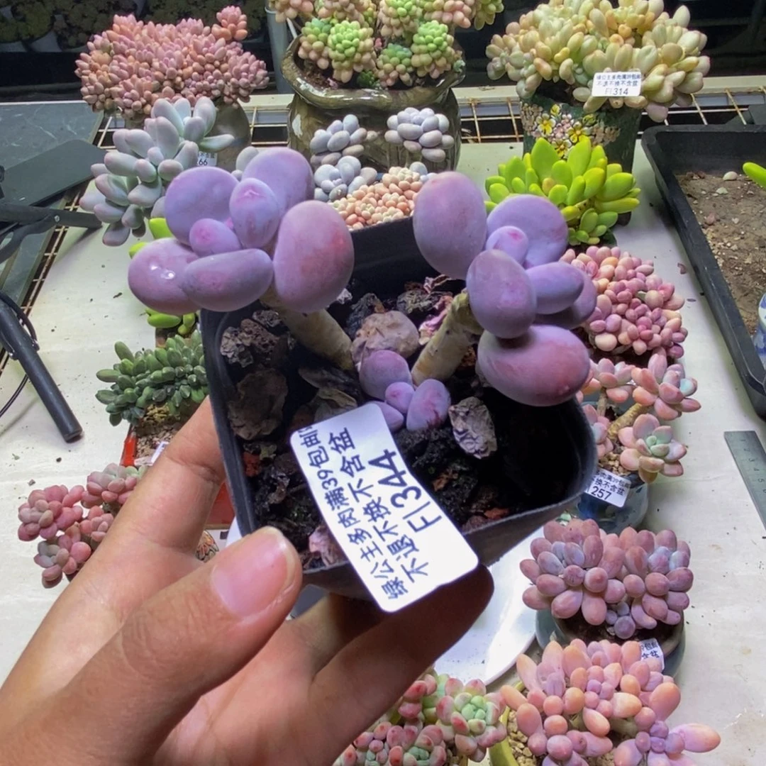 344彩虹奶多肉5cm