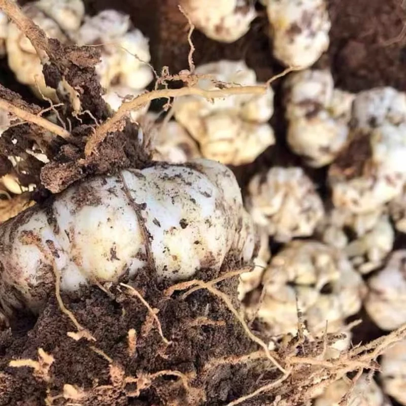 【2025开挖啦】云南高山火山灰粉糯百合