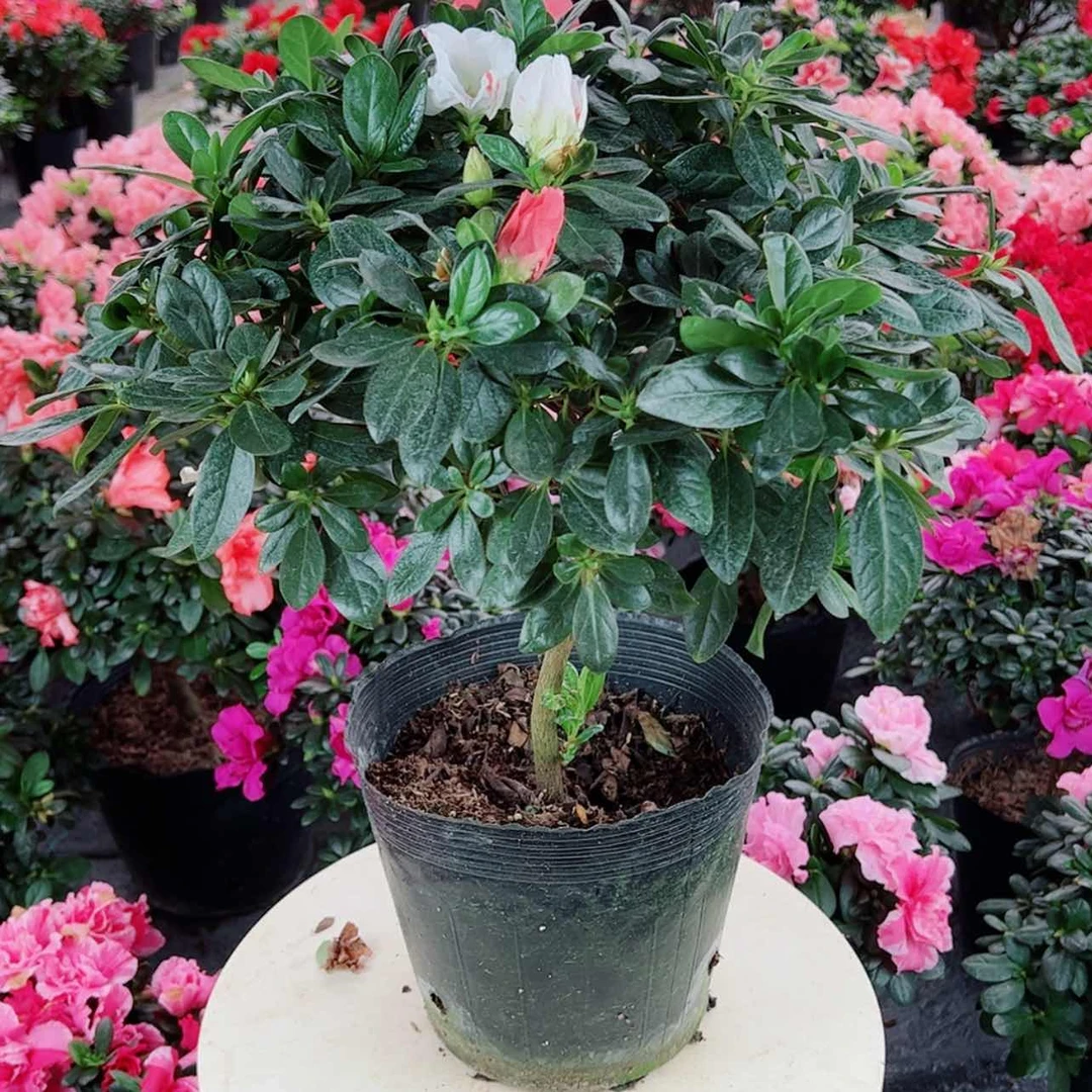 【闪购商品】大部分花苞少量开放我****光