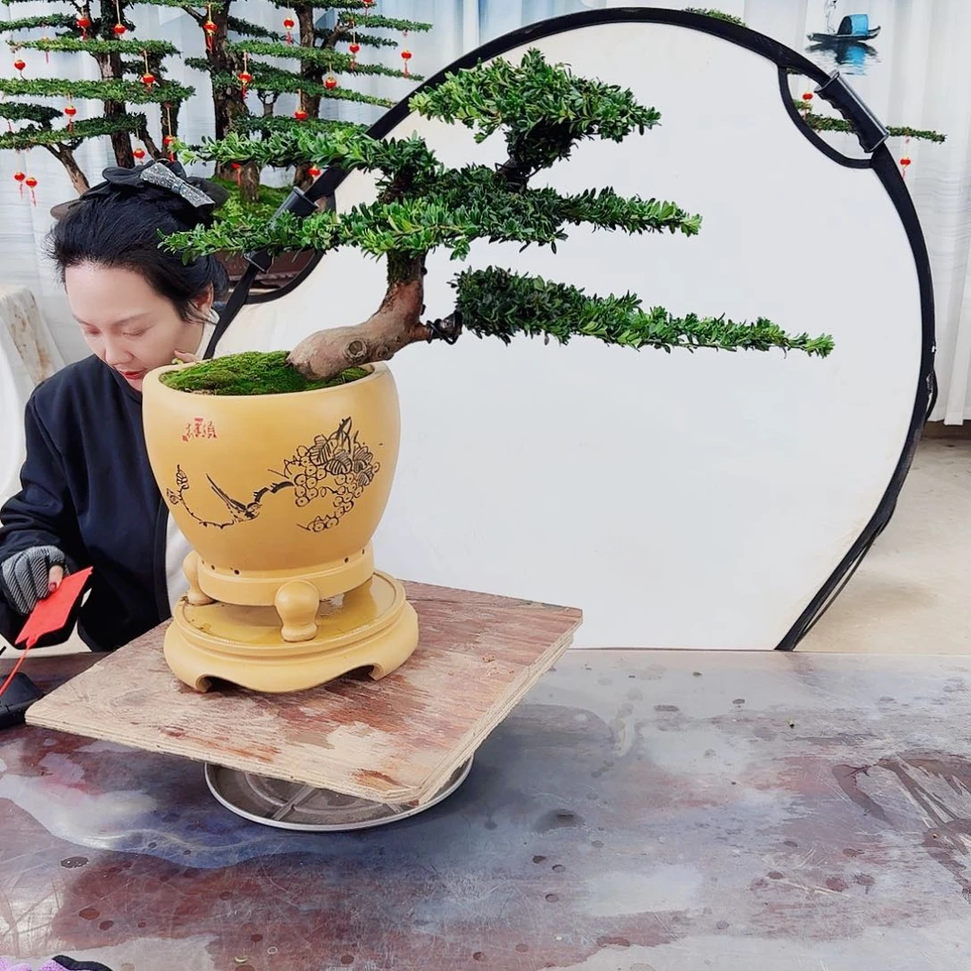 绿植罗汉松一物一拍