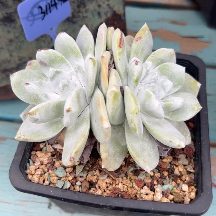 用***4谢谢姐姐～一物一拍