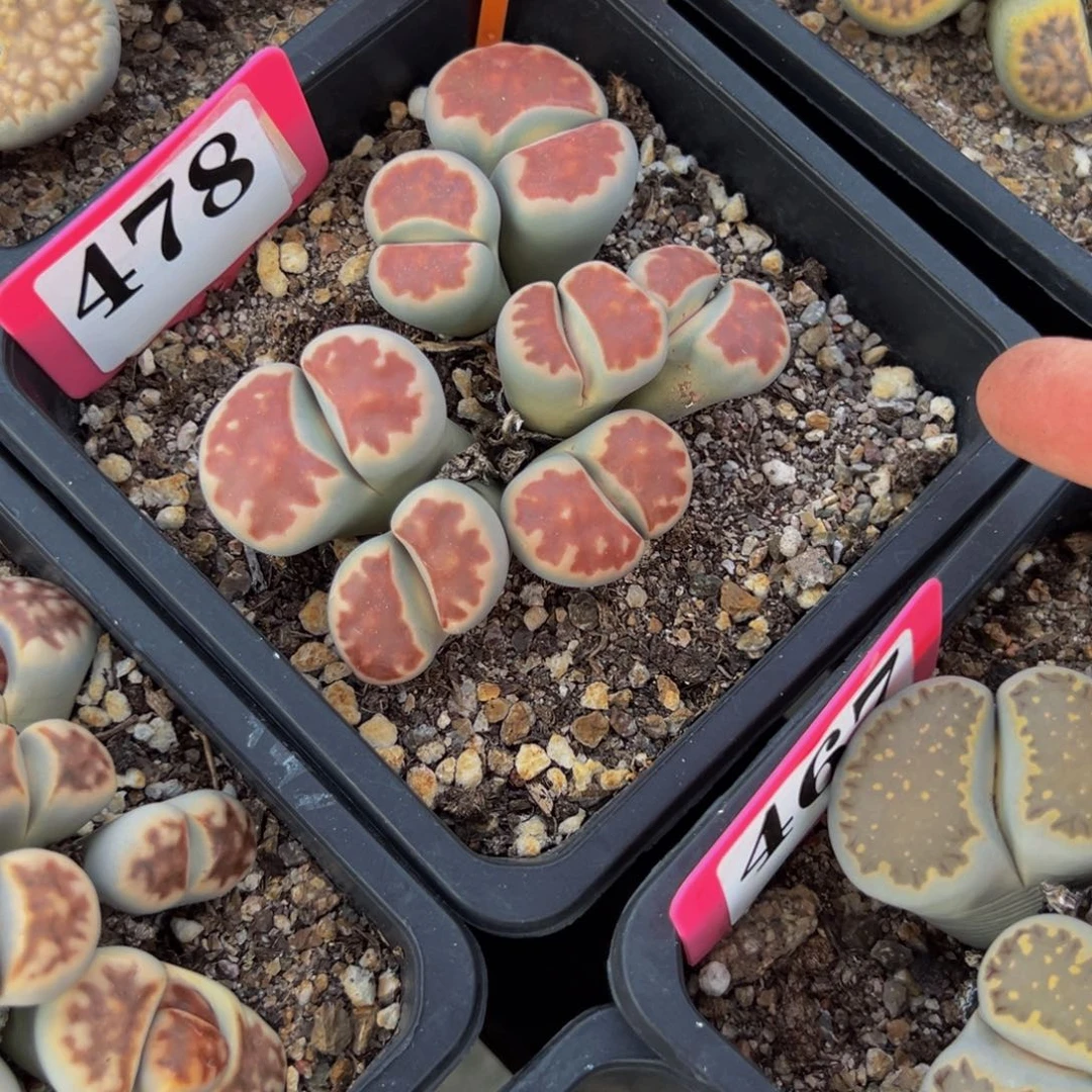 风***0731 一物一拍，默认有伤，介意勿拍，不退不换