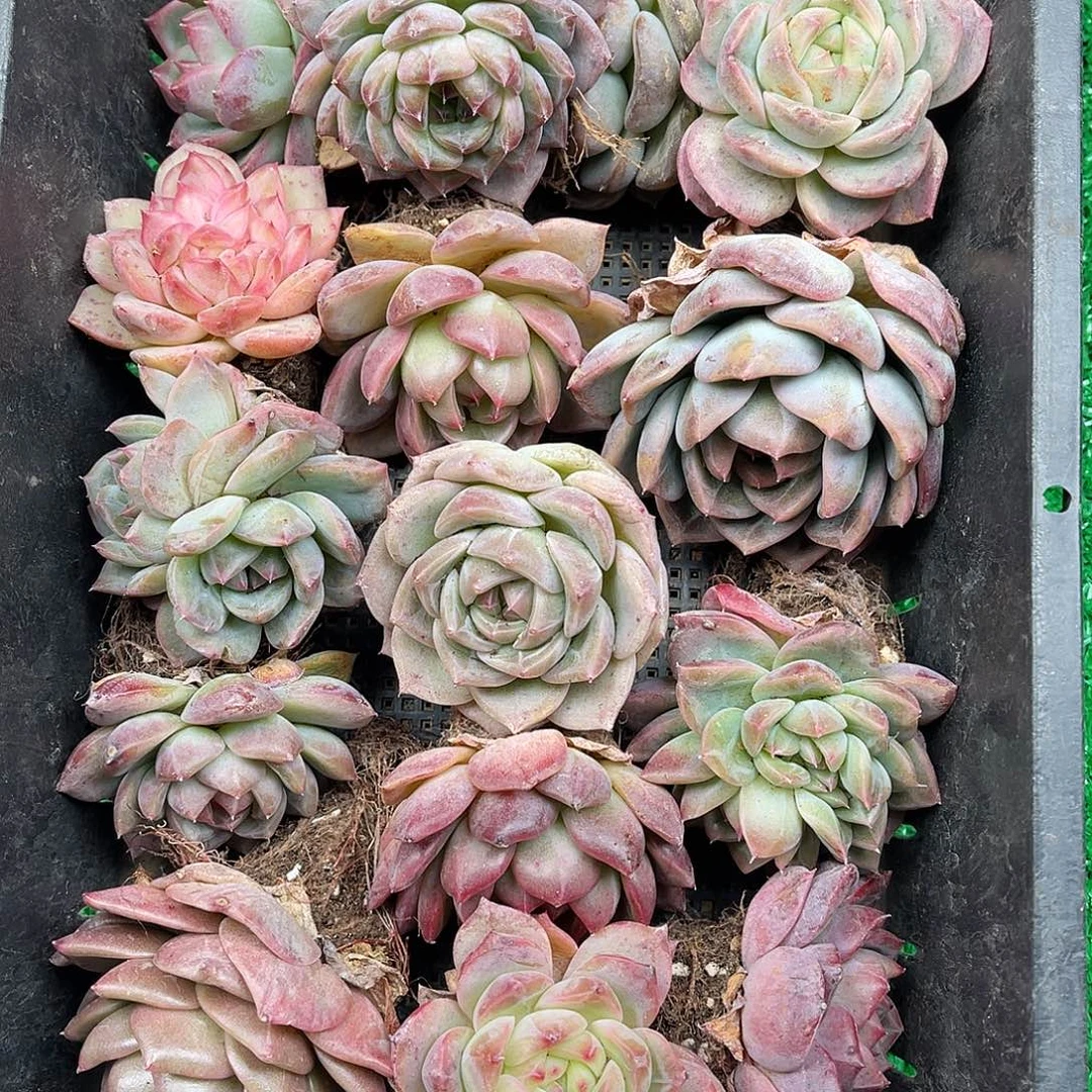 多肉植物一物一拍6-37